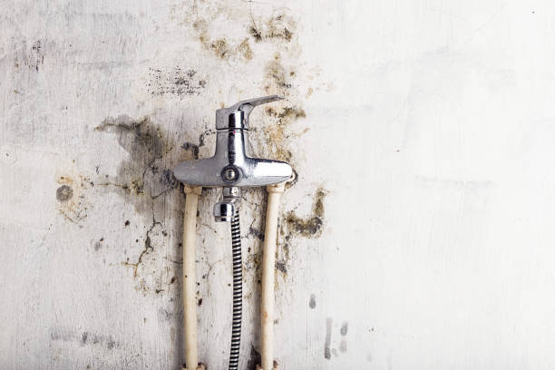 Trusted Kenilworth, IL Mold Removal Experts