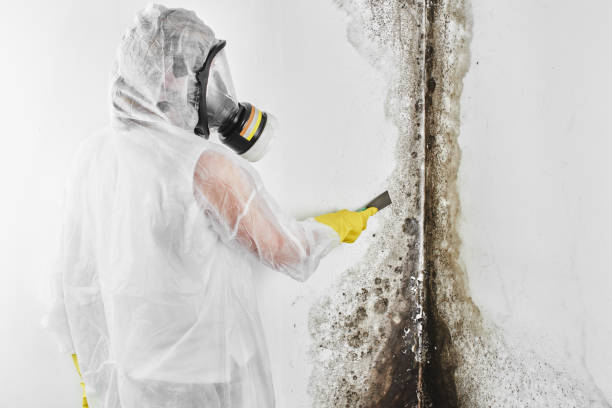 Best Toxic Mold Removal  in Kenworth, IL
