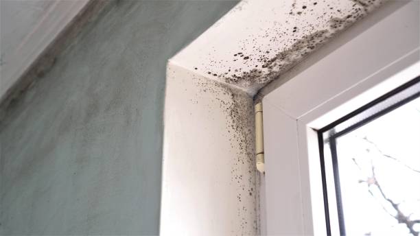 Best Crawl Space Mold Removal  in Kenworth, IL