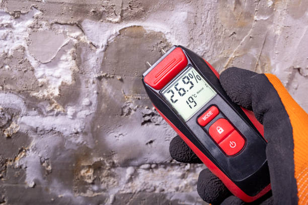 Best Affordable Mold Removal  in Kenworth, IL